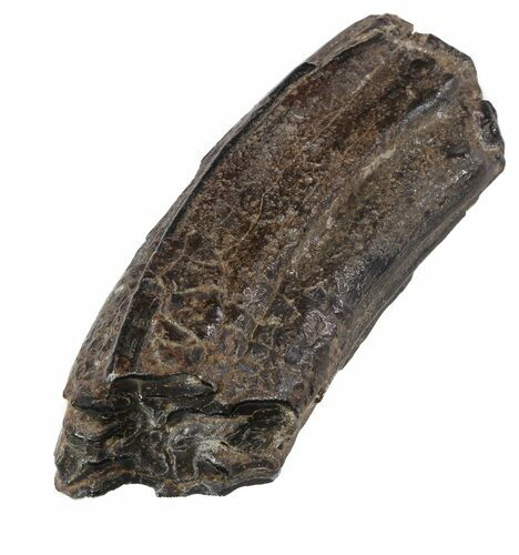 Pleistocene Aged Fossil Horse Tooth - Florida #53173